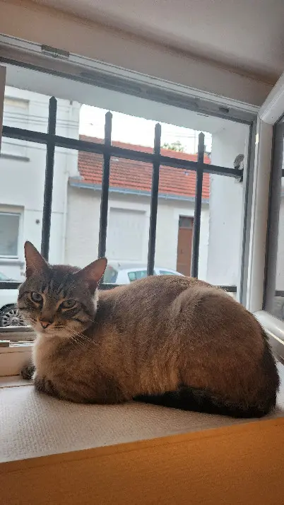 Chat Perdu 36 Indre Chat Perdu 36 Indre