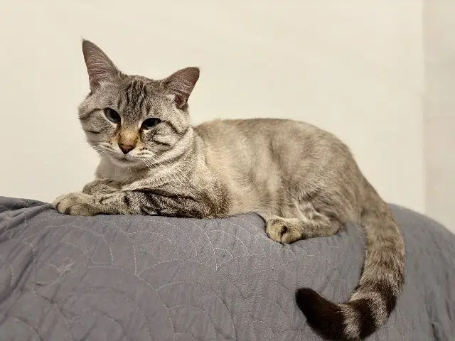 chat lost   36700 Fléré-la-Rivière Tao