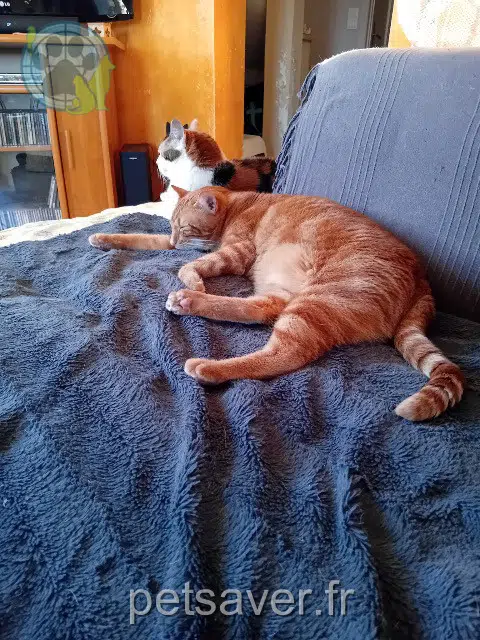 chat lost   36200 Le Pêchereau Tchoupi