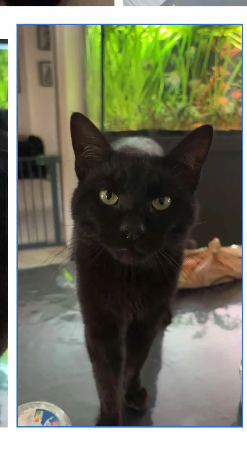 Chat Perdu 36 Indre - Thanos Chat Perdu 36 Indre - Thanos
