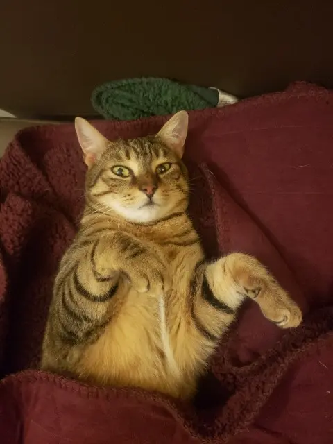 chat lost   36400 La Châtre Tigrou
