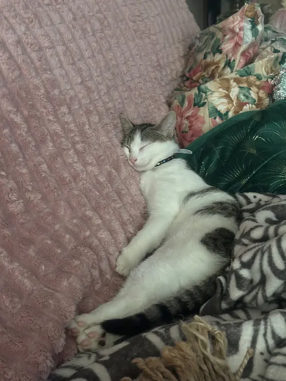 Chat Perdu 36 Indre Chat Perdu 36 Indre