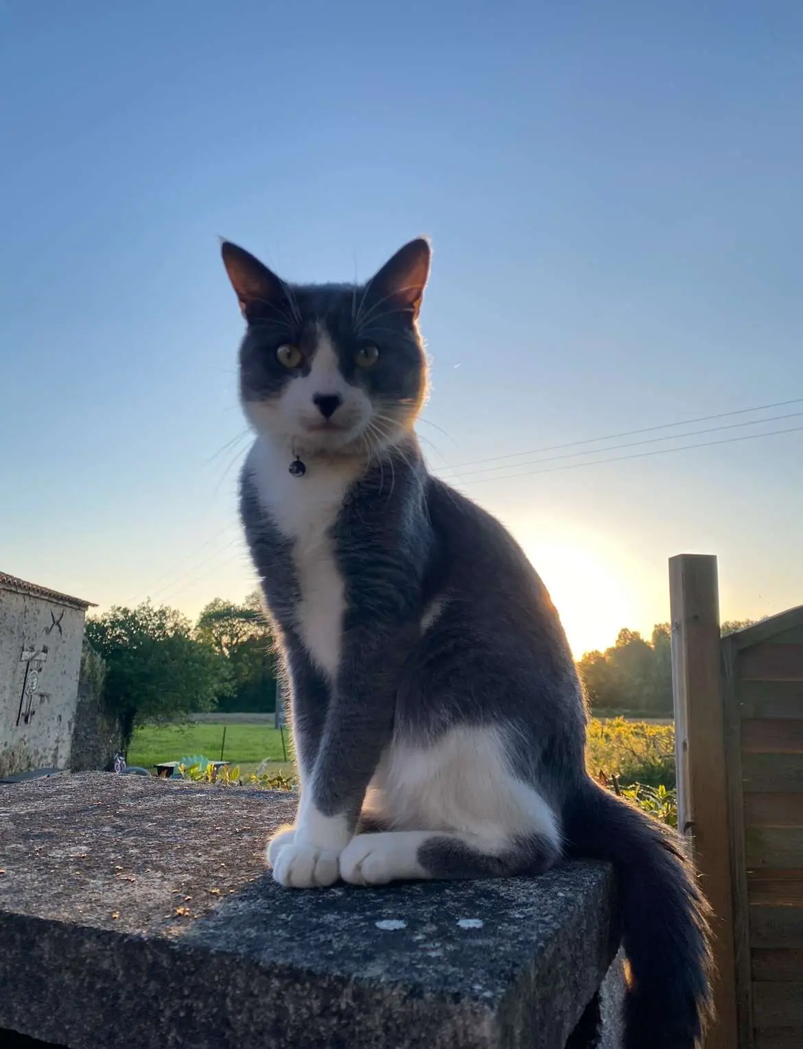 gato perdido D 51 36230 Sarzay gato lost D 51 36230 Sarzay