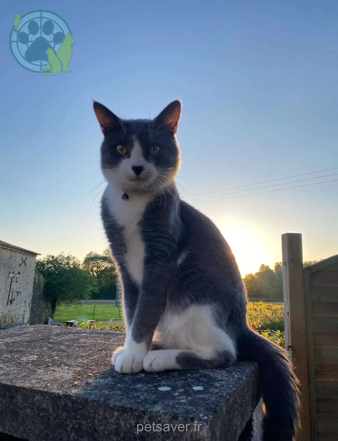 gato perdido D 51 36230 Sarzay gato lost D 51 36230 Sarzay