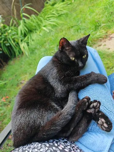 Chat Perdu 36 Indre - Vador Chat Perdu 36 Indre - Vador