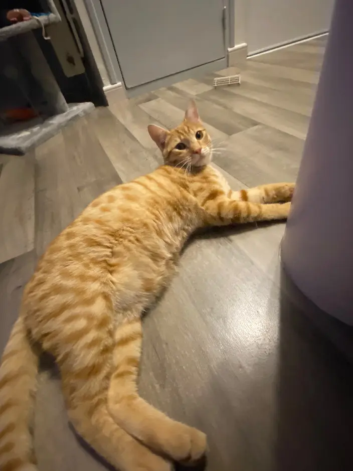 Chat Perdu 36 Indre Chat Perdu 36 Indre