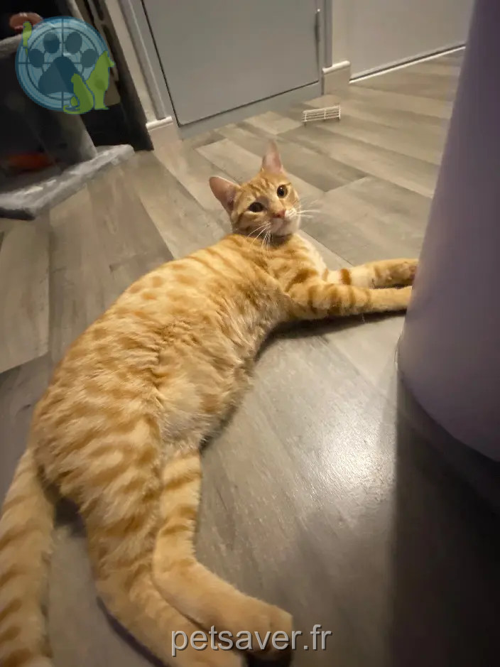 Chat Perdu 36 Indre Chat Perdu 36 Indre