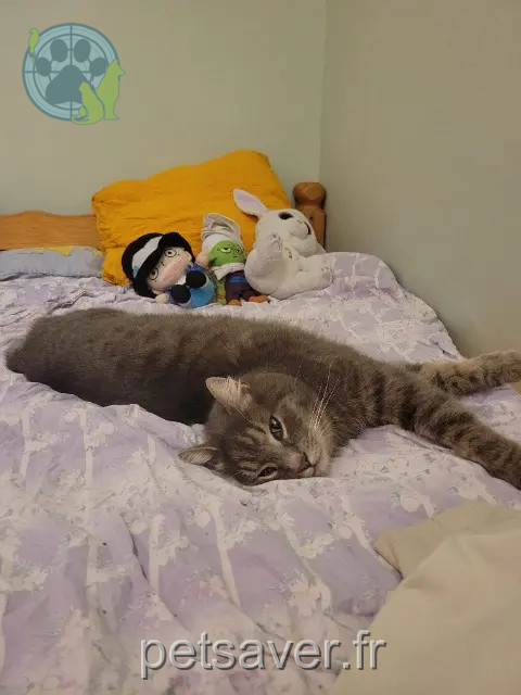gato perdido 36600 La Vernelle Yuki gato lost 36600 La Vernelle Yuki