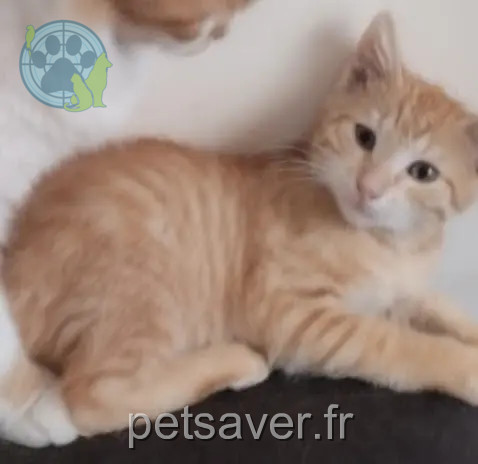 Kater vermisst D 51 36230 Sarzay Kater lost D 51 36230 Sarzay