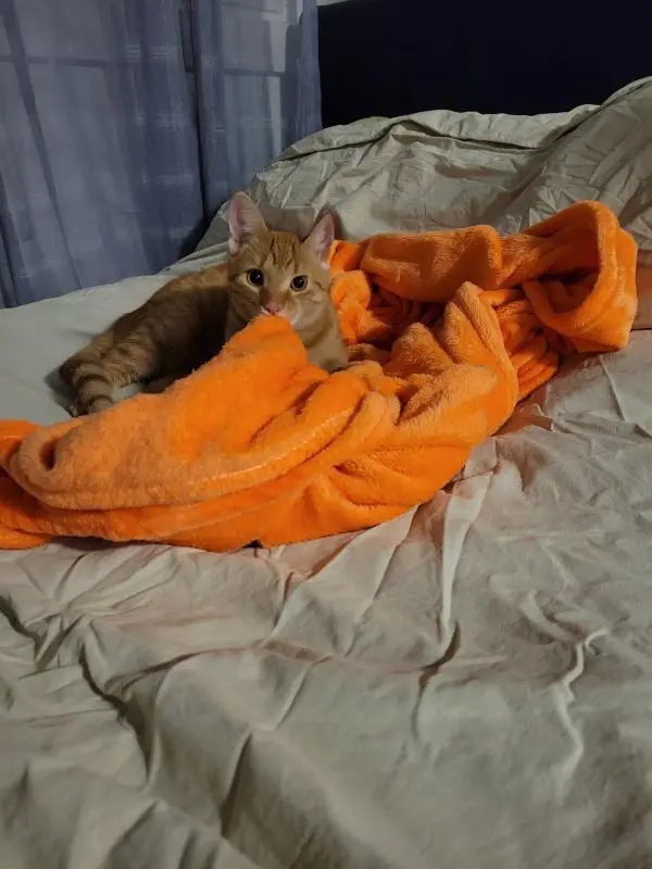 Chat Perdu 36 Indre Chat Perdu 36 Indre