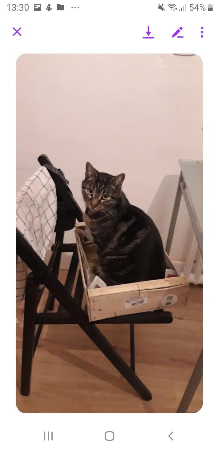Chat Perdu 36 Indre Chat Perdu 36 Indre