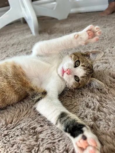 Chat Perdu 36 Indre Chat Perdu 36 Indre