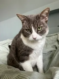 Chat Perdu 36 Indre Chat Perdu 36 Indre