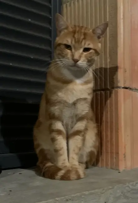 Chat Perdu 36 Indre Chat Perdu 36 Indre