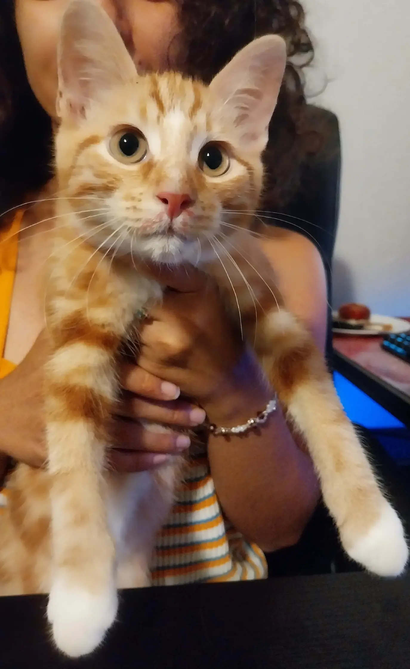 Chat Perdu 36 Indre Chat Perdu 36 Indre