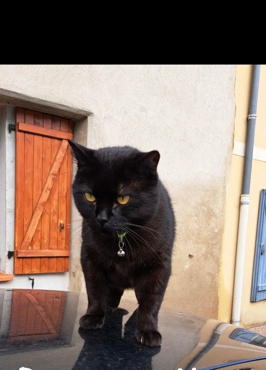 Chat Perdu 36 Indre