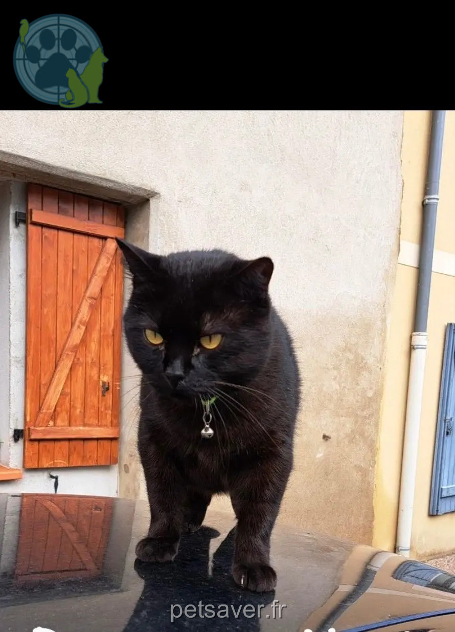 Chat Perdu 36 Indre Chat Perdu 36 Indre