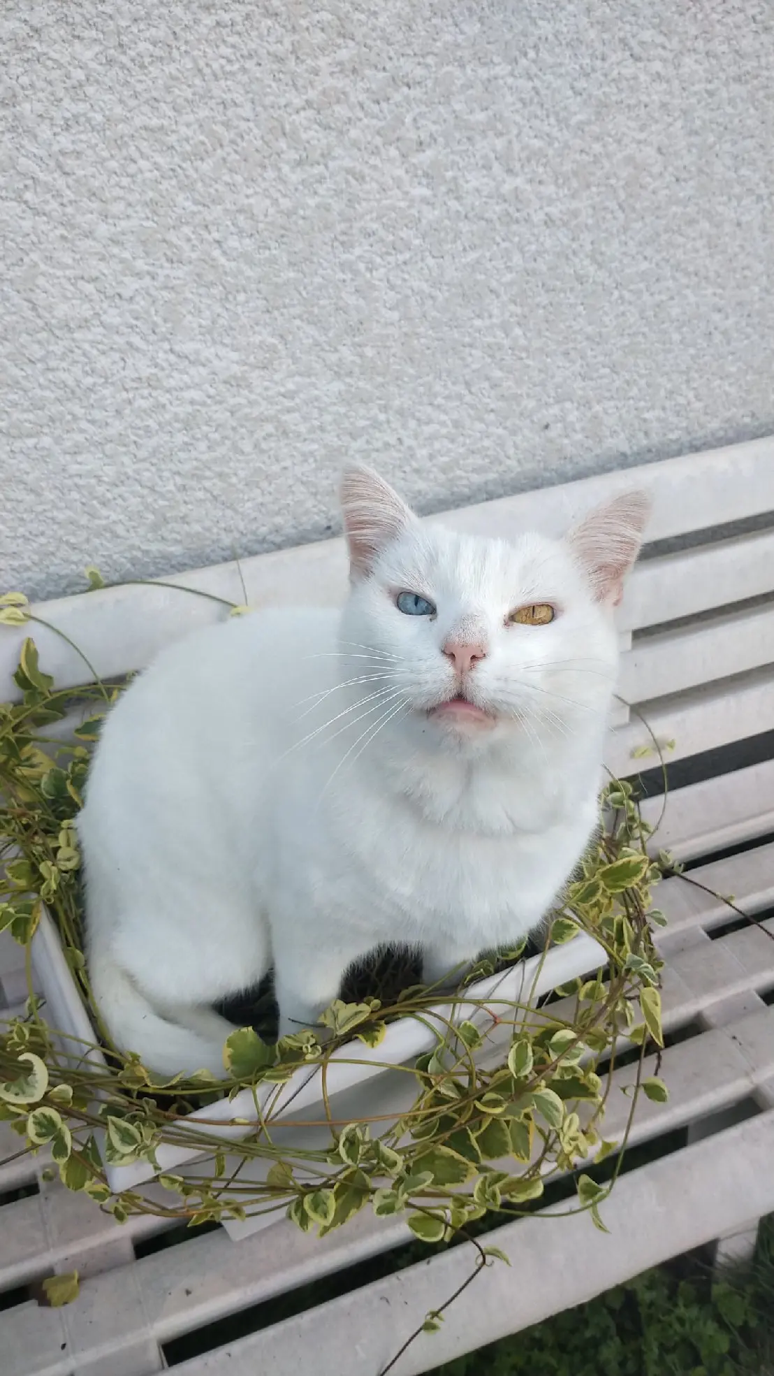 Chat Perdu 36 Indre Chat Perdu 36 Indre