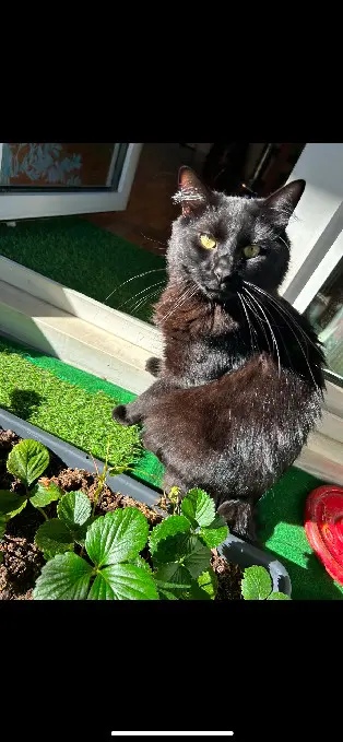 Kater vermisst D 51 36230 Sarzay Kater lost D 51 36230 Sarzay