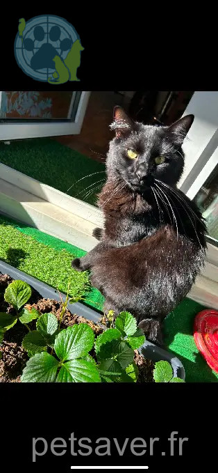 chat perdu D 51 36230 Sarzay chat lost D 51 36230 Sarzay