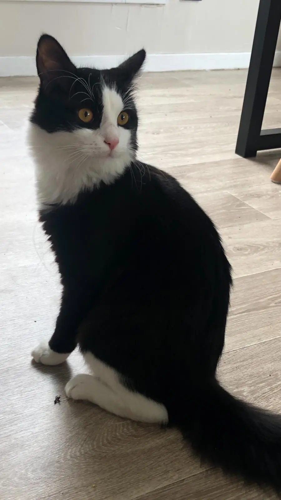 Chat Perdu 36 Indre Chat Perdu 36 Indre