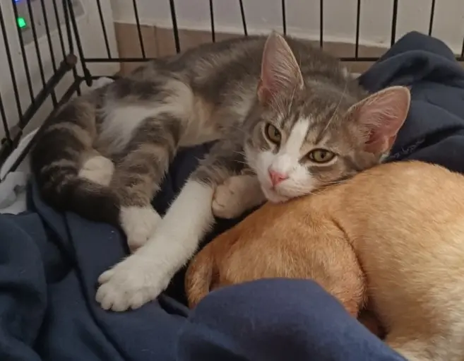 Chat Perdu 36 Indre Chat Perdu 36 Indre