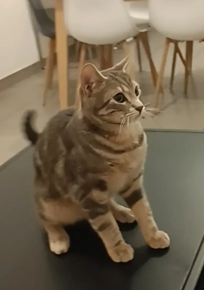 Chat Perdu 36 Indre Chat Perdu 36 Indre
