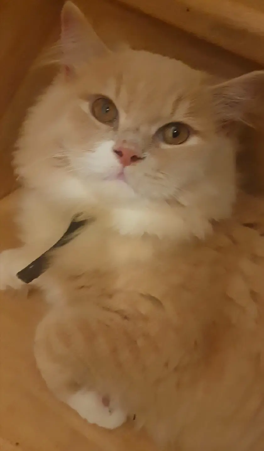 Chat Perdu 36 Indre Chat Perdu 36 Indre