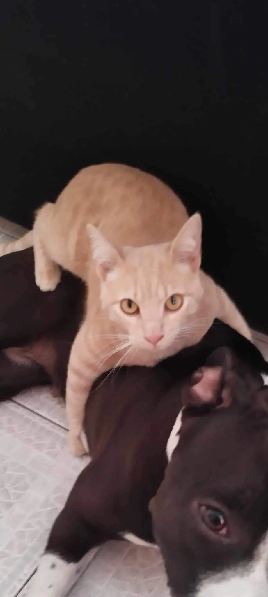Chat Perdu 36 Indre Chat Perdu 36 Indre