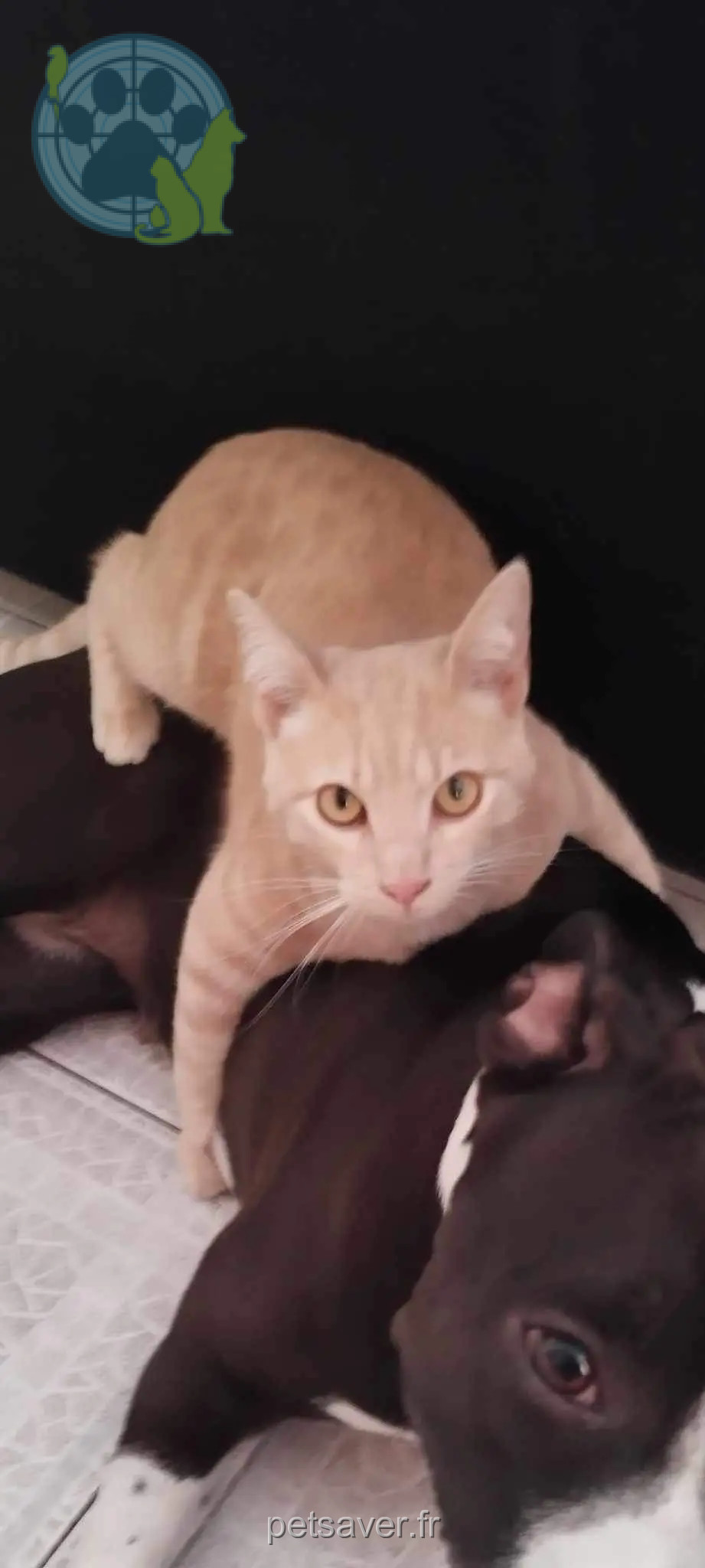 Chat Perdu 36 Indre Chat Perdu 36 Indre