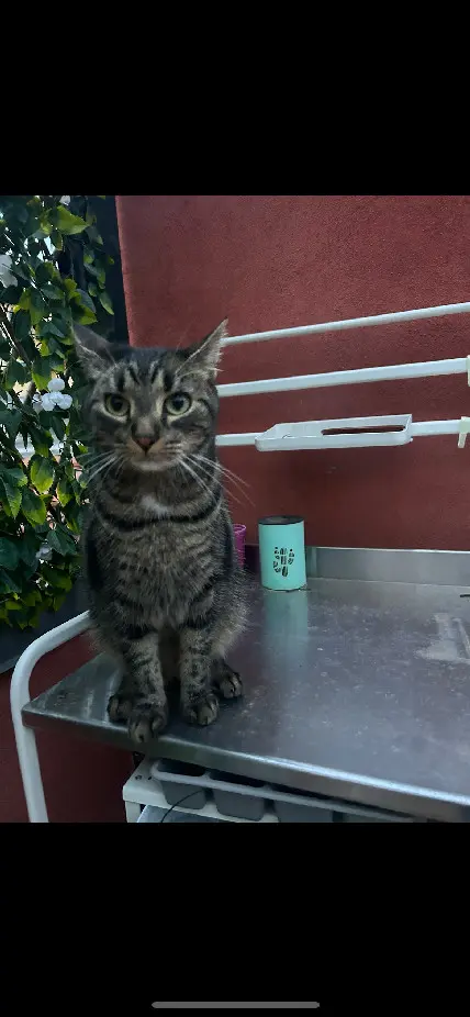 Chat Perdu 36 Indre Chat Perdu 36 Indre