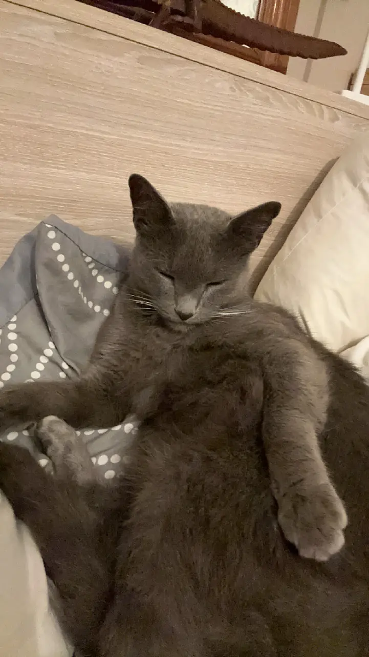 Chat Perdu 36 Indre Chat Perdu 36 Indre