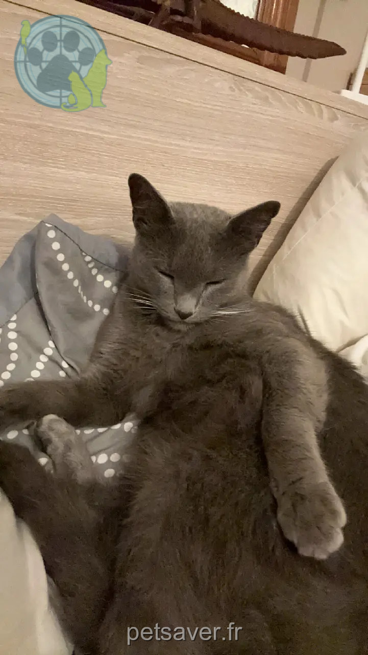 Chat Perdu 36 Indre Chat Perdu 36 Indre