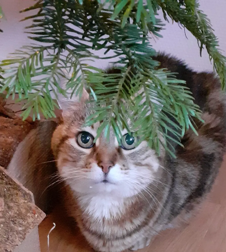 Chat Perdu 36 Indre Chat Perdu 36 Indre
