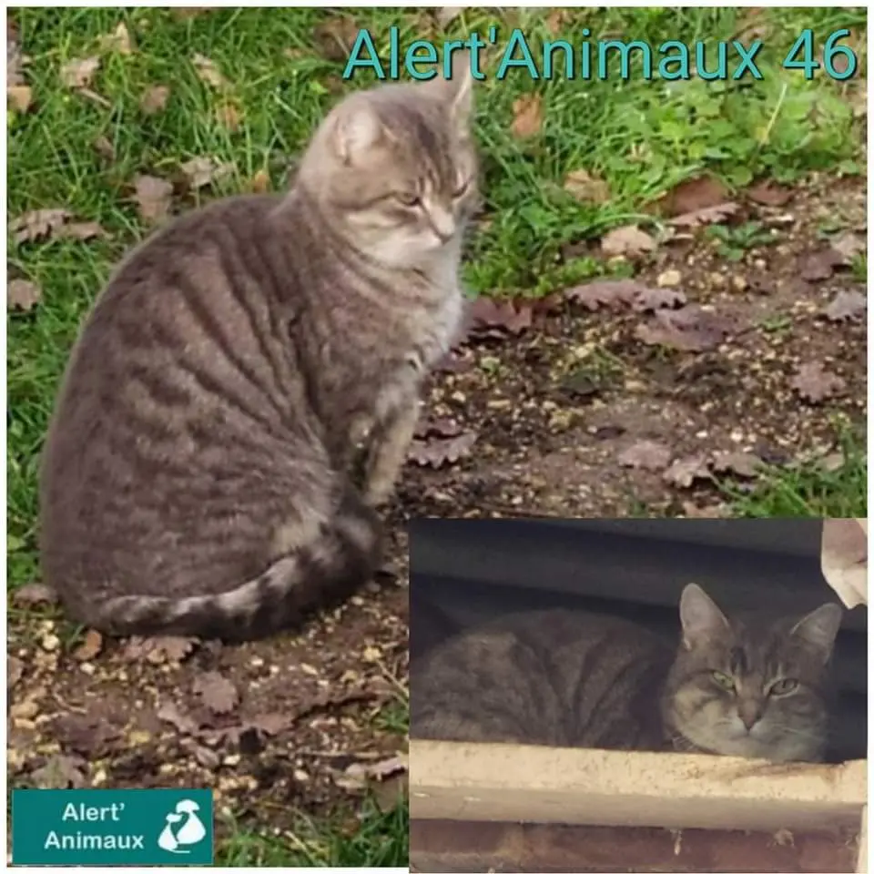 Chat Perdu 36 Indre Chat Perdu 36 Indre