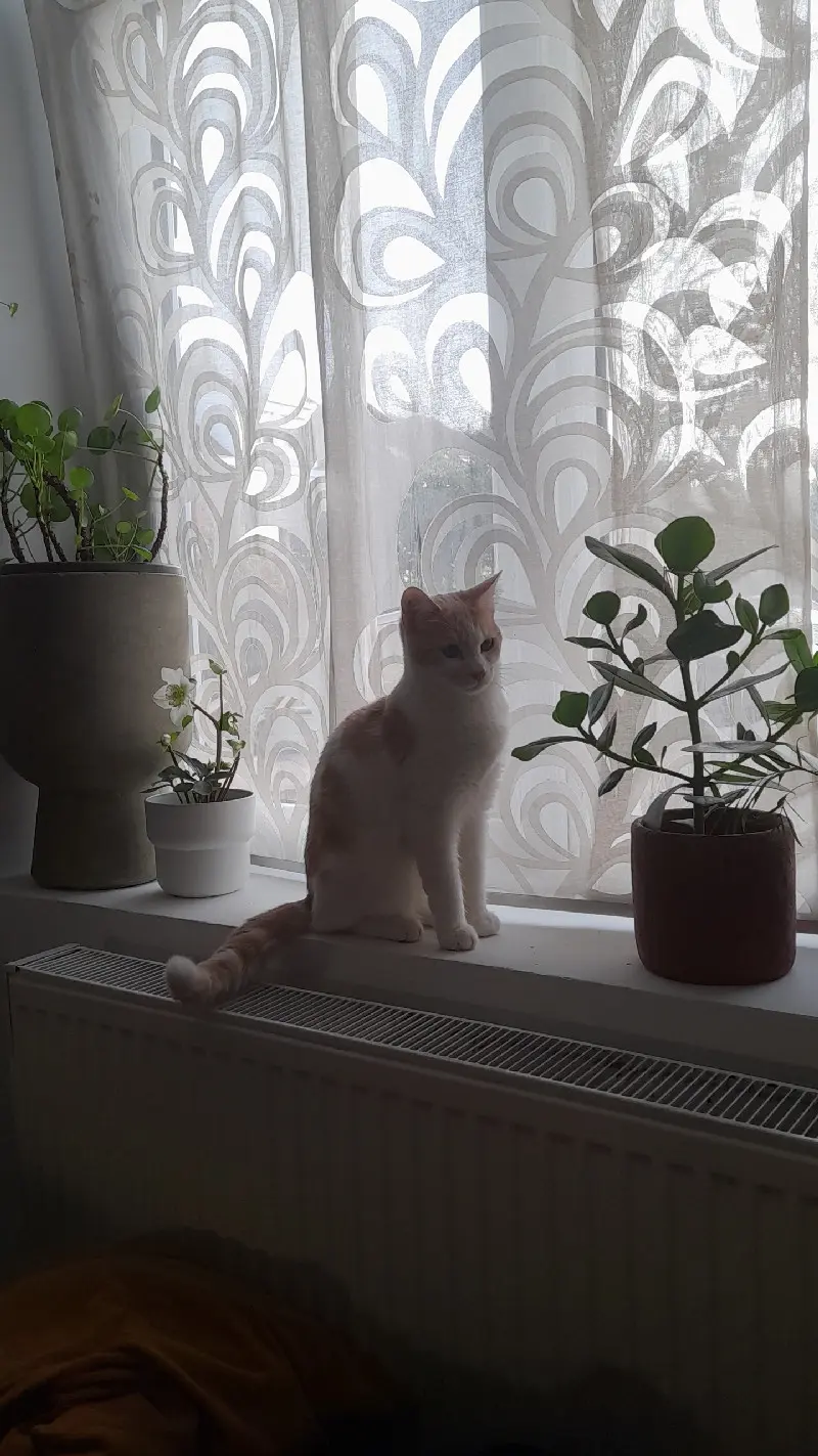 Chat Perdu 36 Indre Chat Perdu 36 Indre