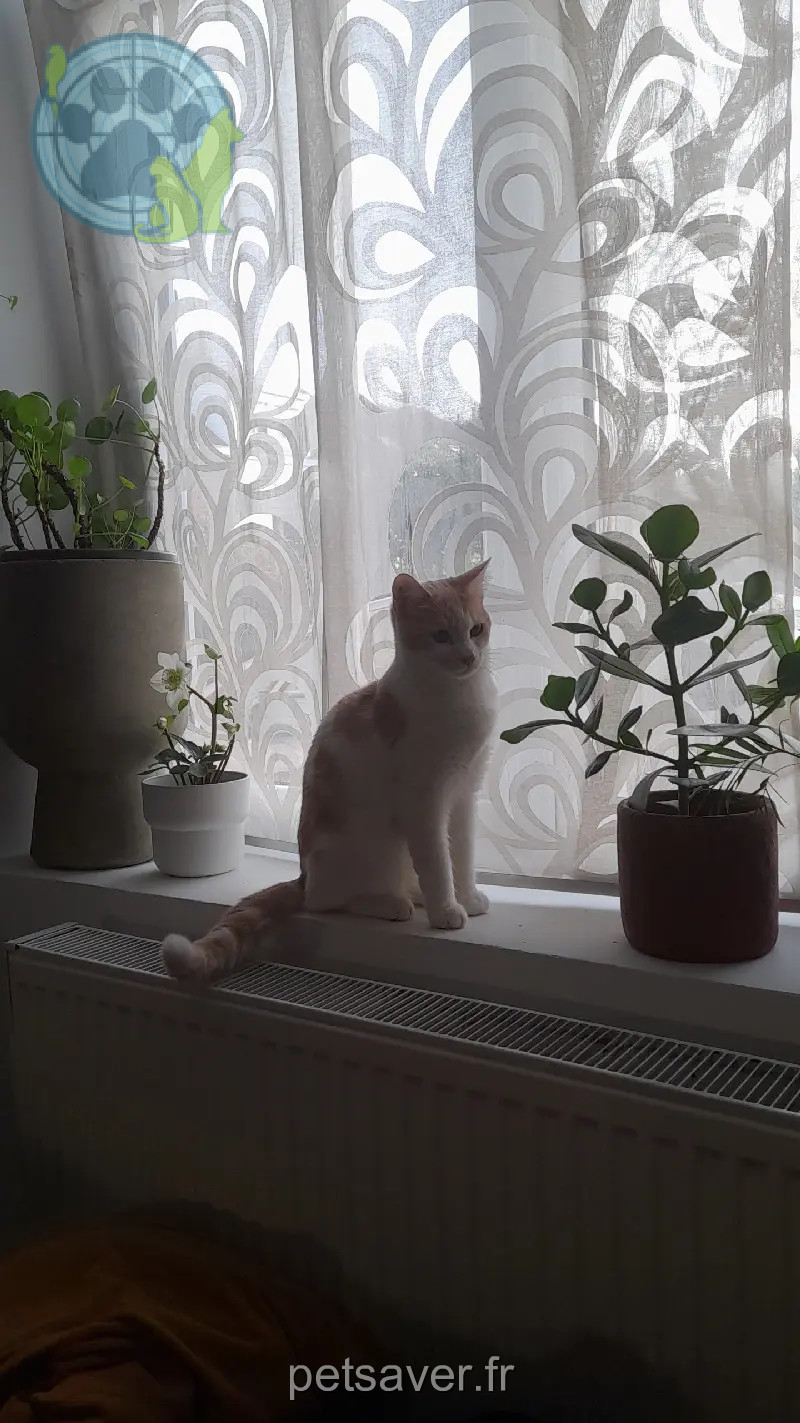 Chat Perdu 36 Indre Chat Perdu 36 Indre