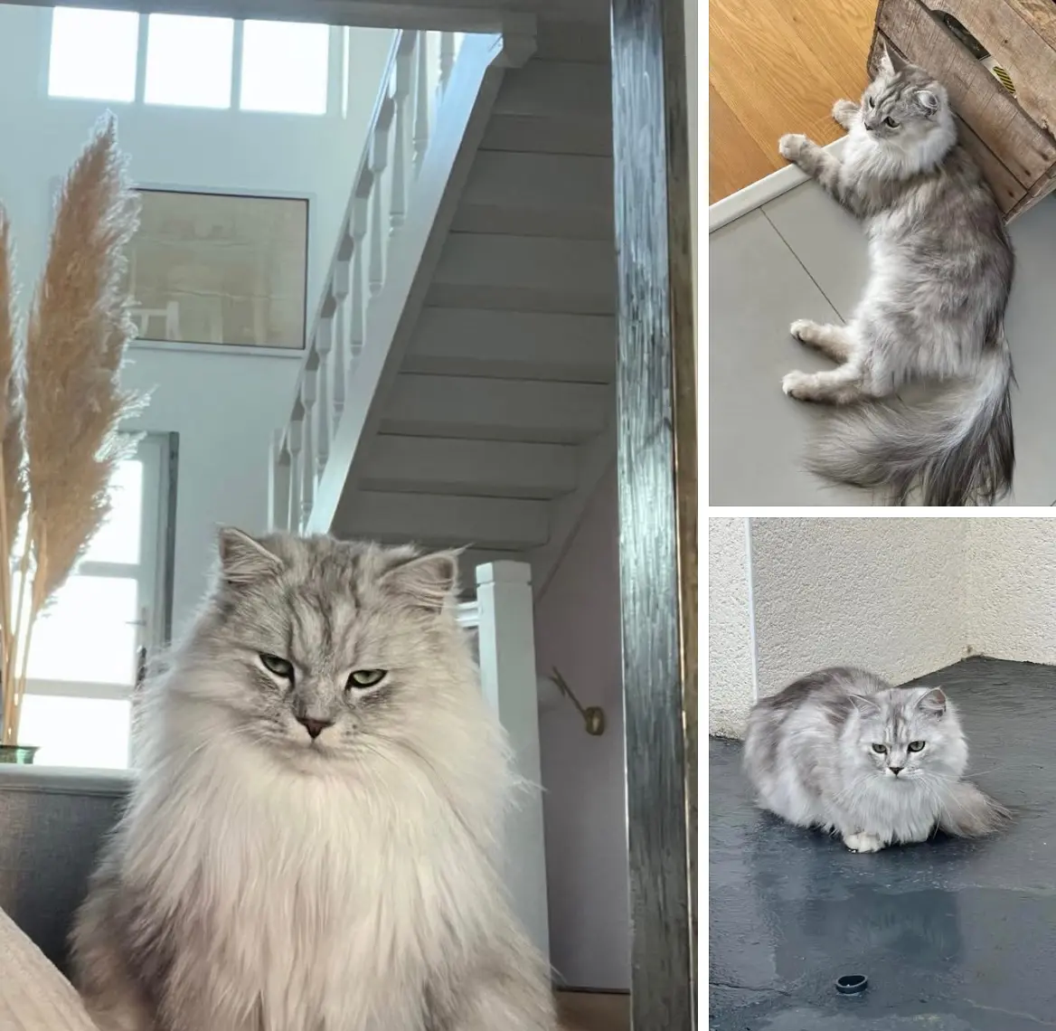 Chat Perdu 36 Indre Chat Perdu 36 Indre