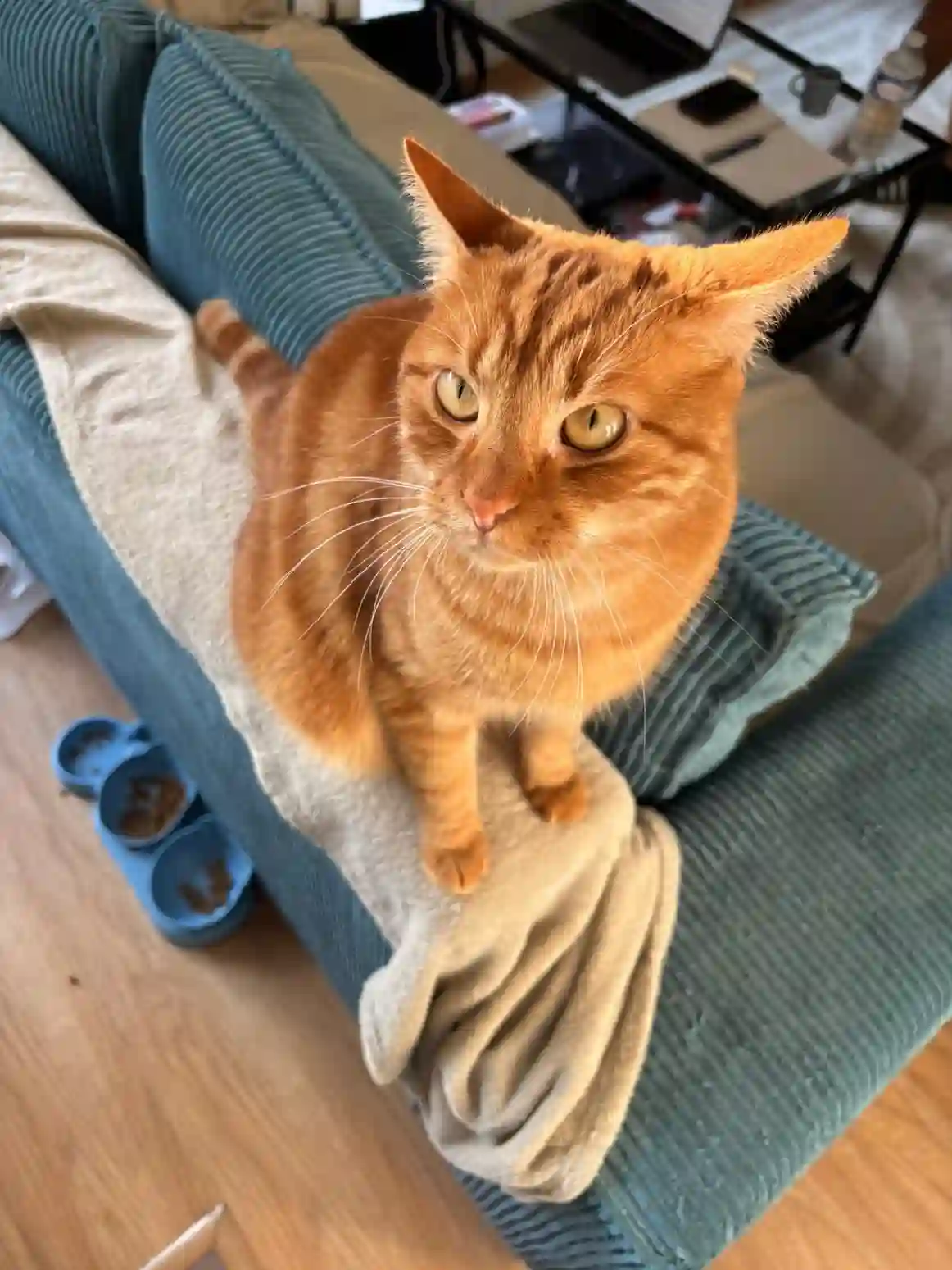 Chat Perdu 36 Indre Chat Perdu 36 Indre