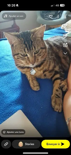 chat lost   36270 Éguzon-Chantôme Blaise