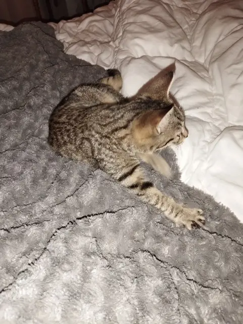 chat lost   36270 Éguzon-Chantôme Tigrou