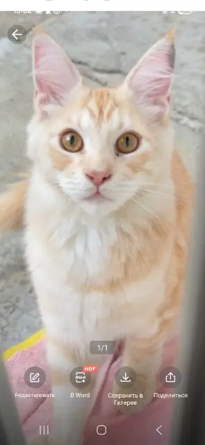 chat lost   36230 Sarzay Moufassa