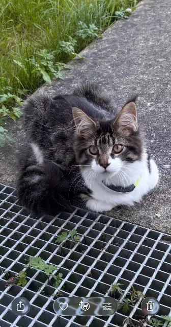 chat lost   37140 Bourgueil Albus