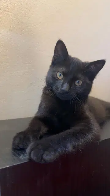 chat lost   37270 Montlouis-sur-Loire Alpha