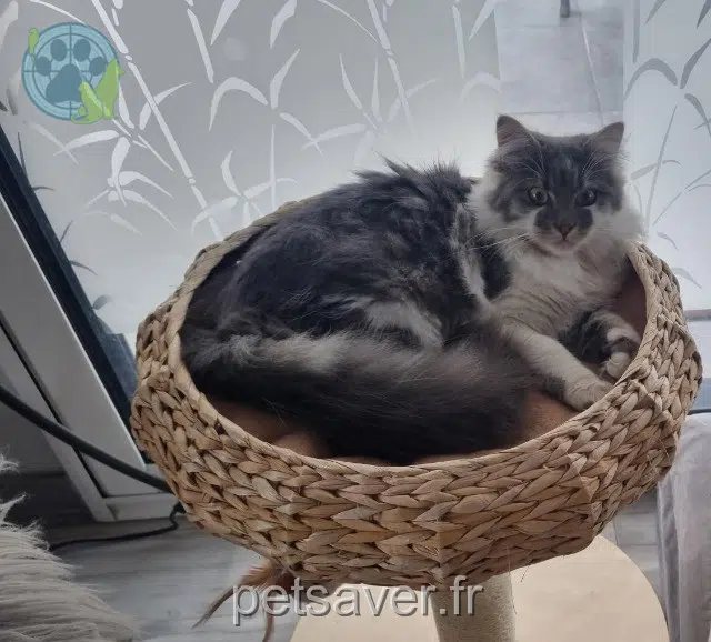 chat lost   37550 Saint-Avertin Api