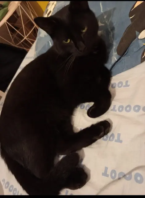 chat lost   37110 Auzouer-en-Touraine ARLO