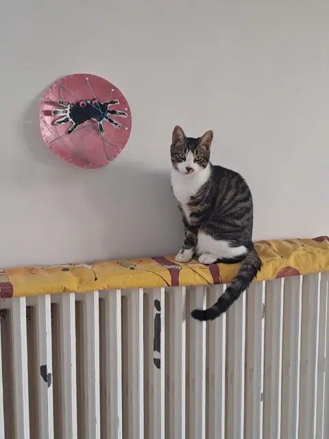 Kater vermisst 37550 Saint-Avertin Asgard Kater lost 37550 Saint-Avertin Asgard