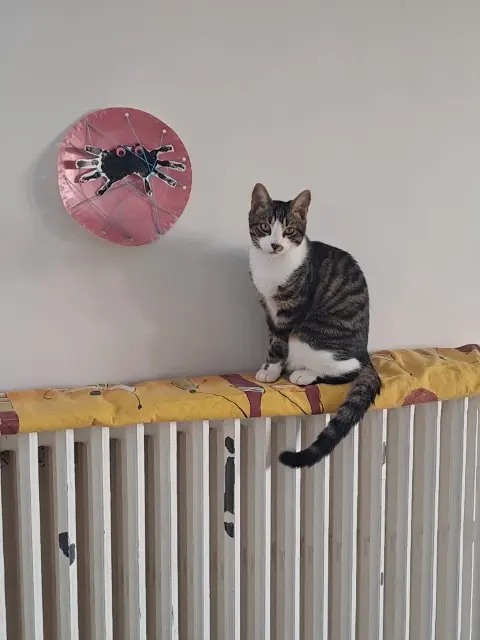 chat lost   37550 Saint-Avertin Asgard