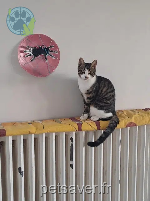 kater vermist 37550 Saint-Avertin Asgard kater lost 37550 Saint-Avertin Asgard