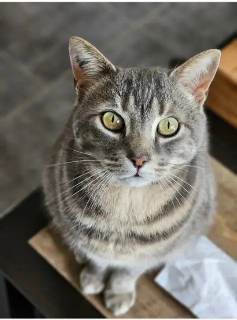 chat lost   37530 Limeray ASLAN